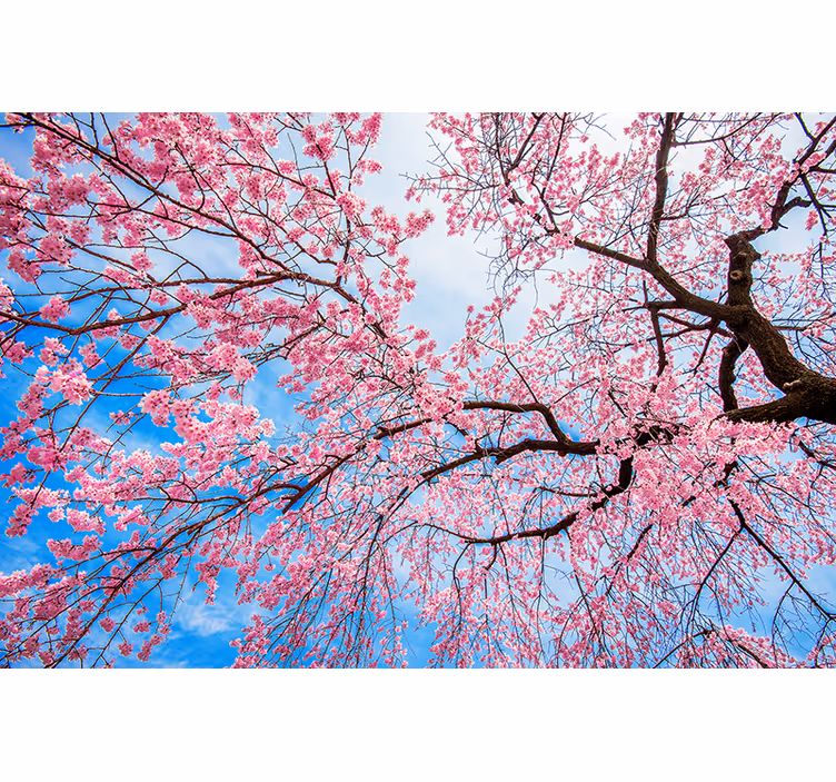 Rollo Fenster Blumenmuster sakura-gliedmaßen - TenStickers