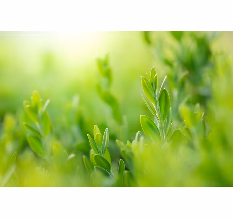 Rollo Fenster Blumen und Pflanzen üppiges grünbild - TenStickers