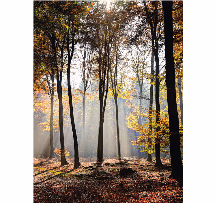 Rollo Fenster Baum sonnenbeschienene waldszene - TenStickers