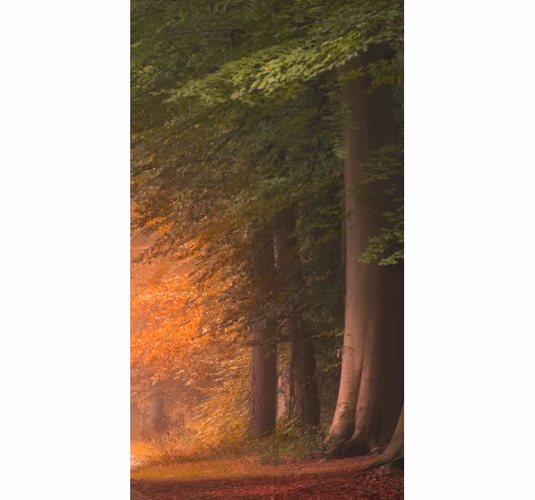Origineller Rollo Tiefer fantastischer wald - TenStickers
