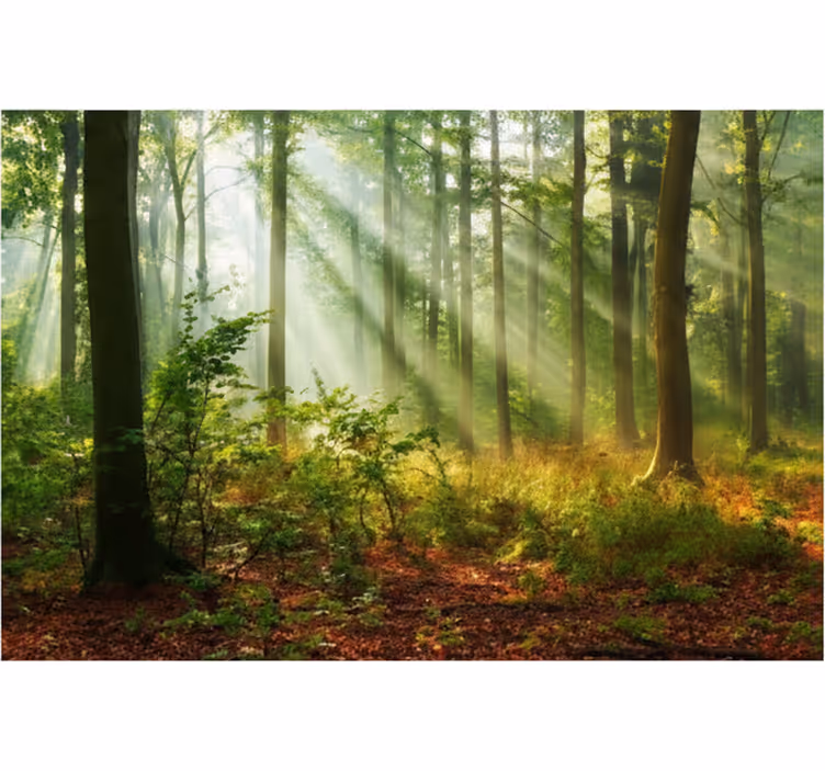 Fototapete wald sonnendurchfluteter morgenhain - TenStickers