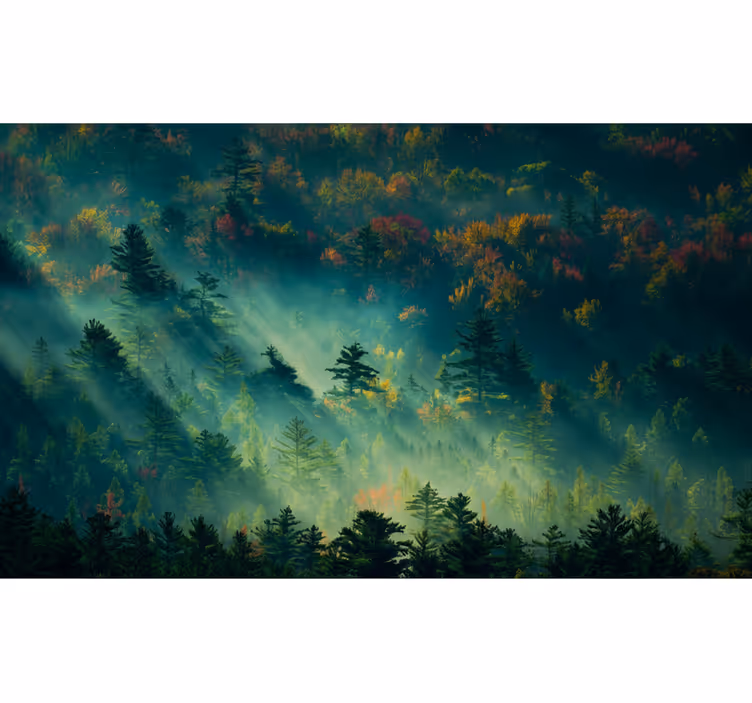 Fototapete wald der stimmungsvolle wald - TenStickers