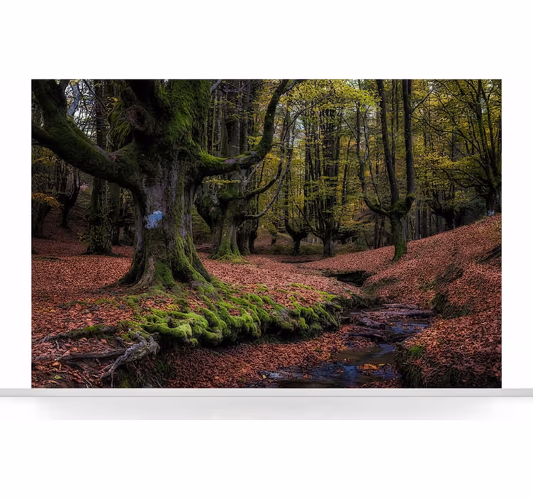 Fototapete wald verzauberter herbstwald - TenStickers