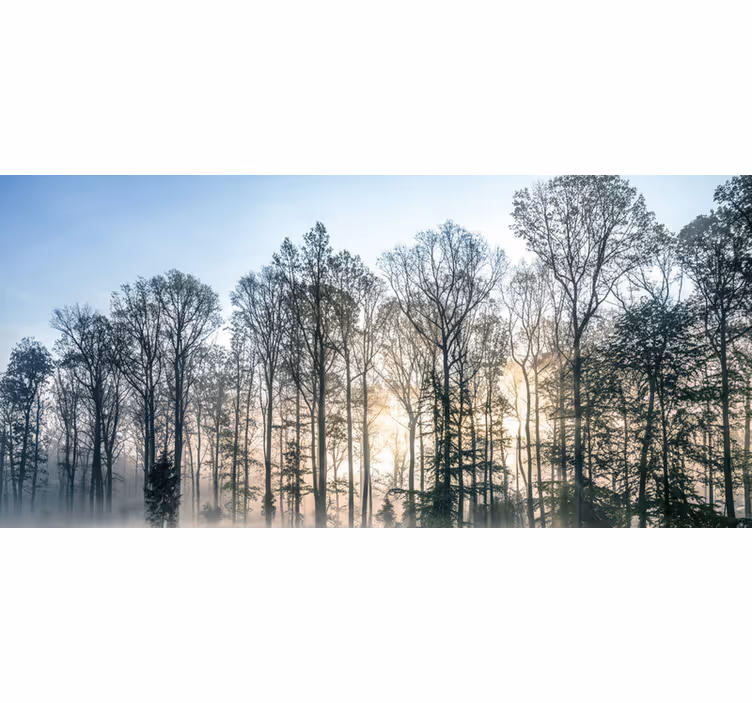 Fototapete wald nebeliger morgenwiese - TenStickers