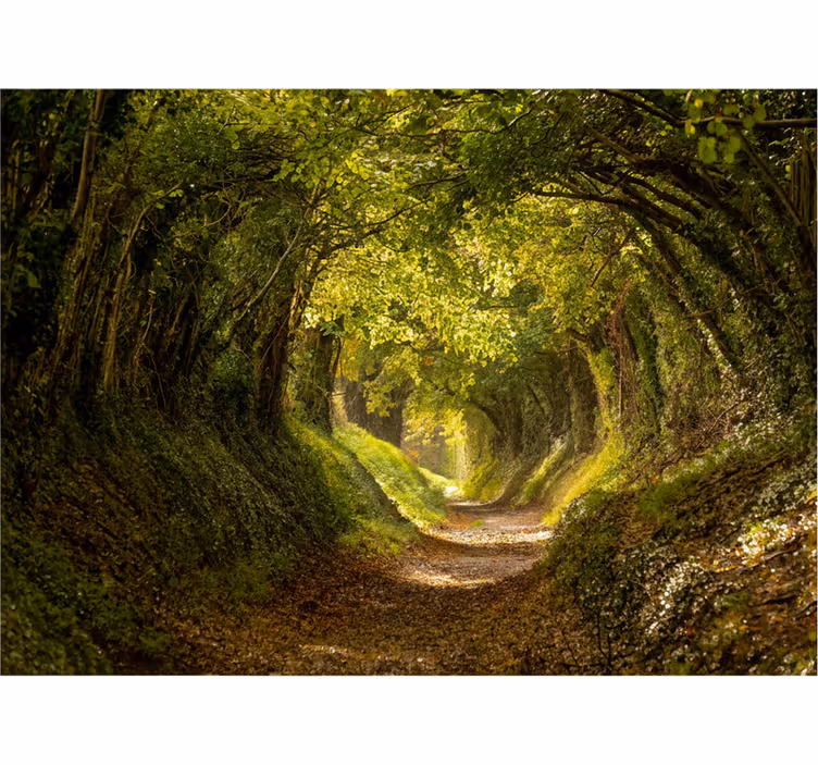 Fototapete wald immersives waldmotiv - TenStickers