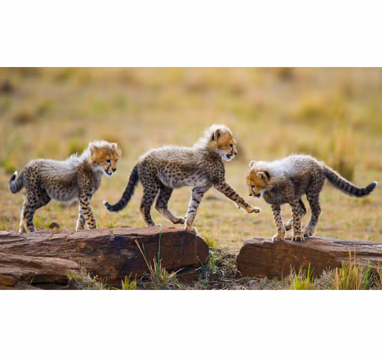 Fototapete afrikanisch mit niedlichen gepardenbabys - TenStickers