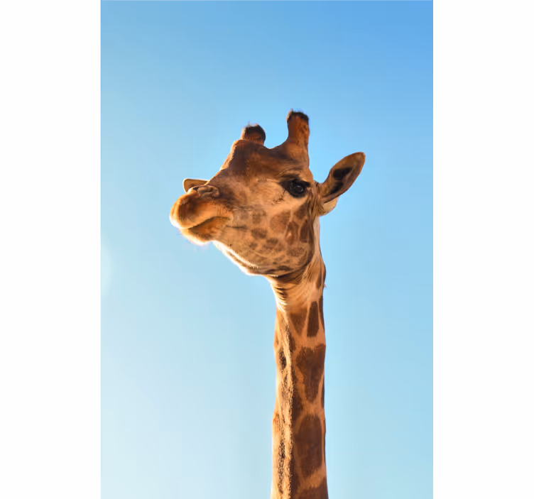 Fototapete afrikanisch giraffe nahaufnahme - TenStickers