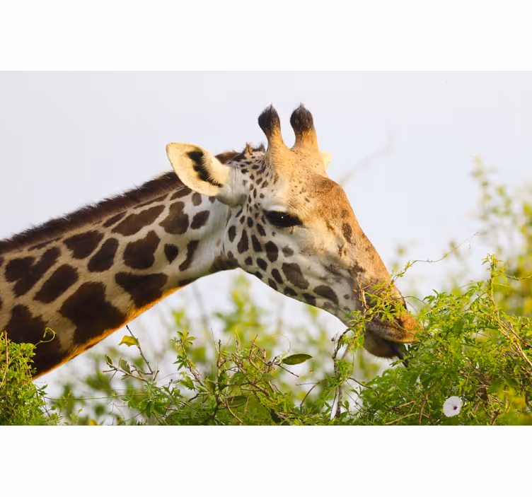 Fototapete afrikanisch mit großer giraffe - TenStickers