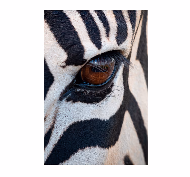 Fototapete afrikanisch zebraaugenblick - TenStickers