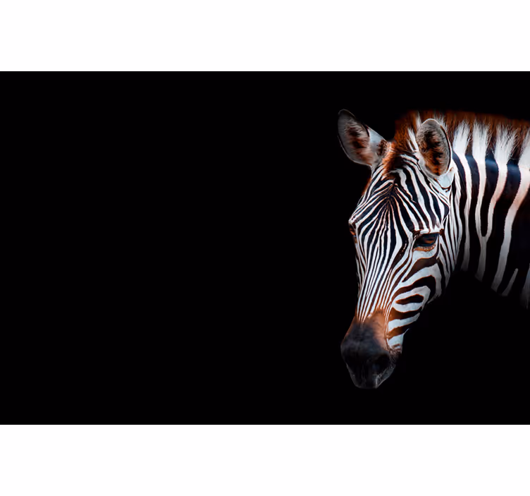 Fototapete afrikanisch zebra bild - TenStickers