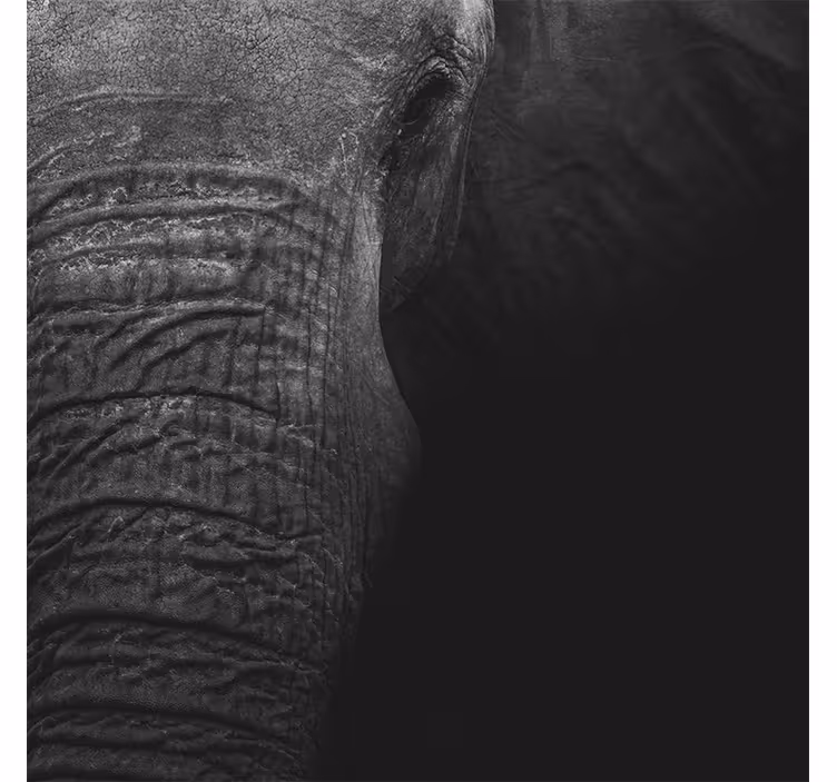 Fototapete afrikanisch eleganter dunkler elefant - TenStickers