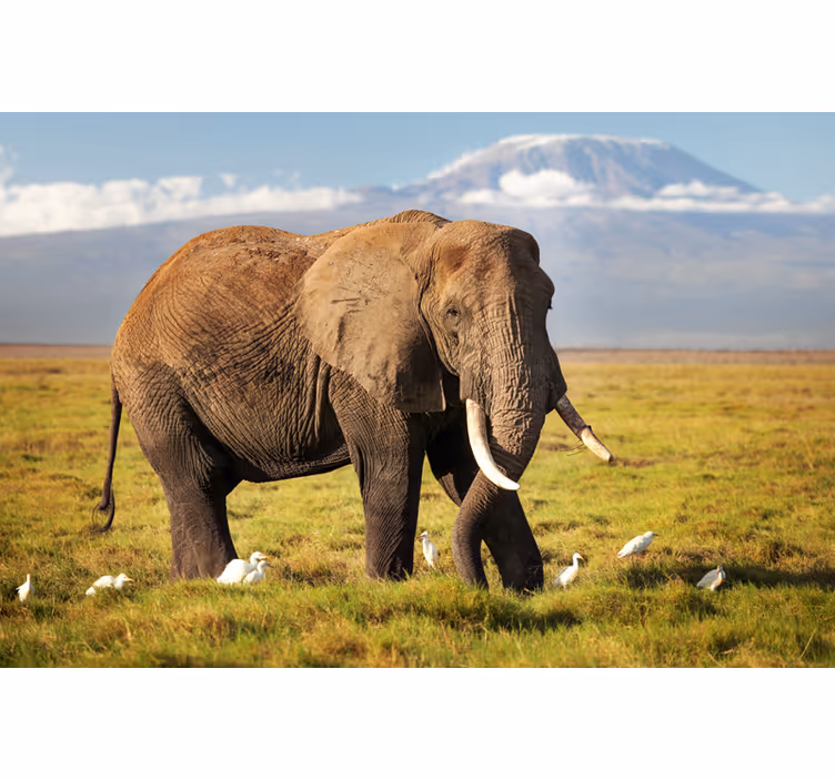 Fototapete afrikanisch kilimanjaro elefant - TenStickers