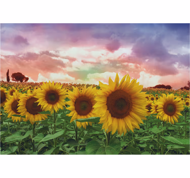 Fototapete eingang sonnenblumenfeld bunter himmel - TenStickers