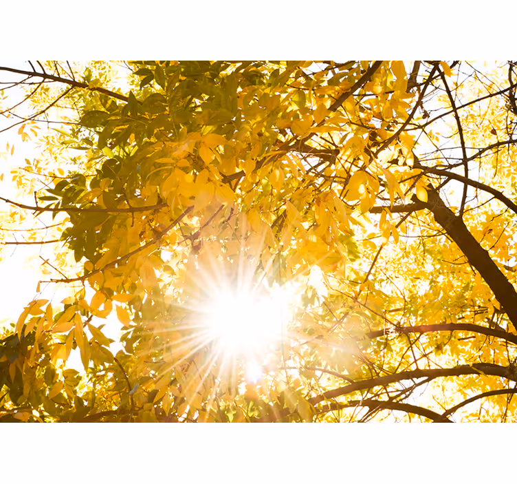 Sonnenlicht im Wald Fototapete - TenStickers