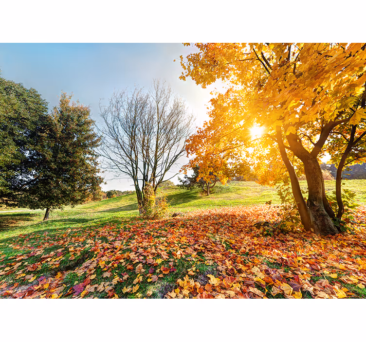 Fototapete Landschaft herbstliche parkszene - TenStickers
