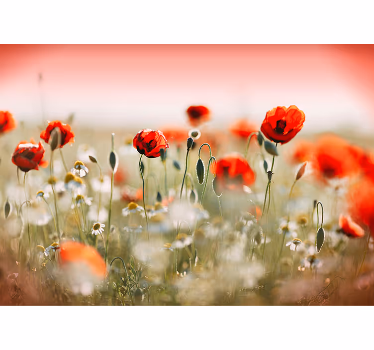 Mohnfeld Blumen Fototapete - TenStickers