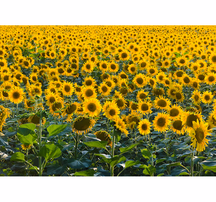 Riesiges sonnenblumenfeld Fototapete - TenStickers