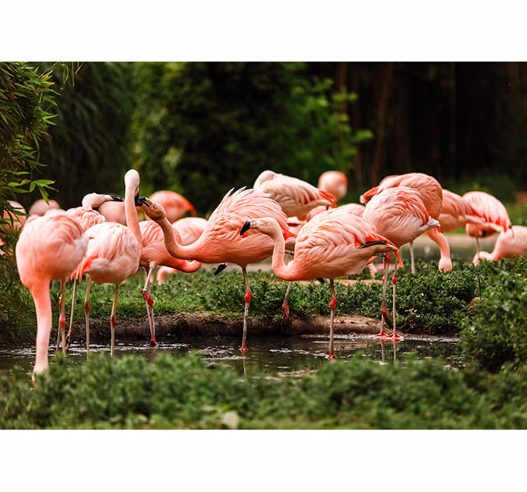 Flamingo gruppe Fototapete - TenStickers
