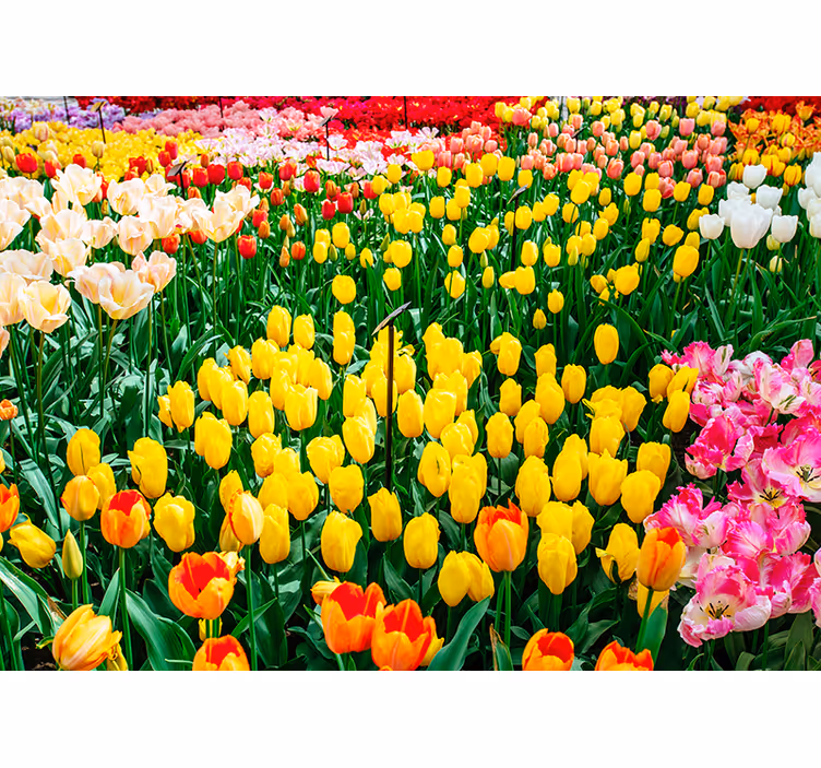 Farbige Tulpen Blumen Fototapete - TenStickers
