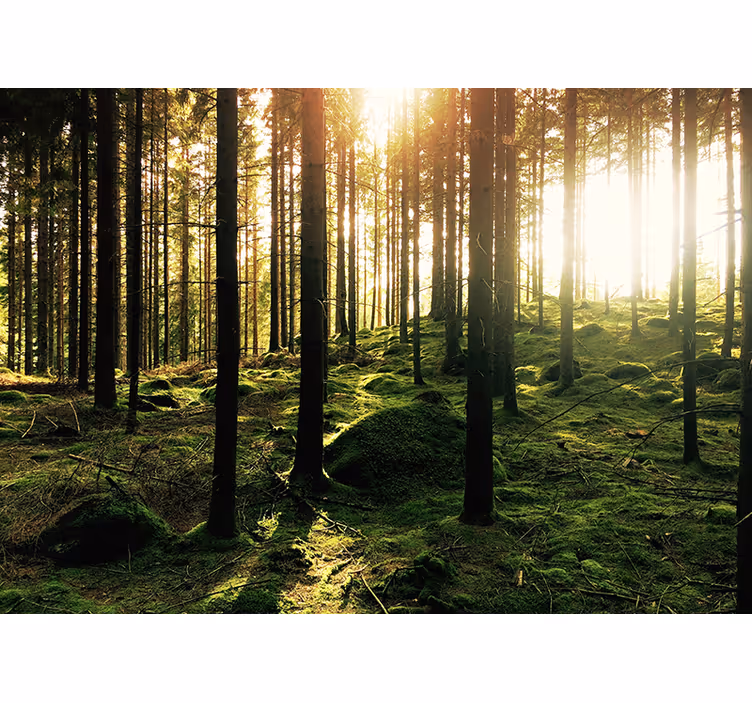 Fototapete Wohnzimmer sonnenbeschienener wald - TenStickers