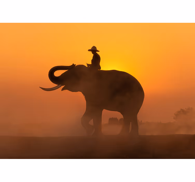 Fototapete Tiere silhouette eines elefanten - TenStickers