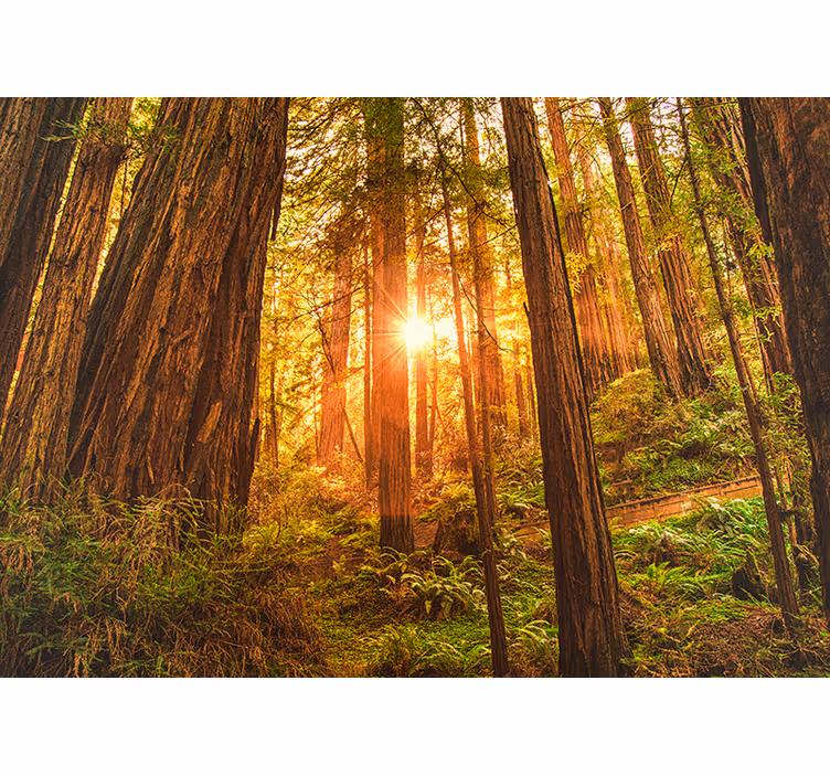 Fototapete Wald sonnenbeschienene waldszene - TenStickers