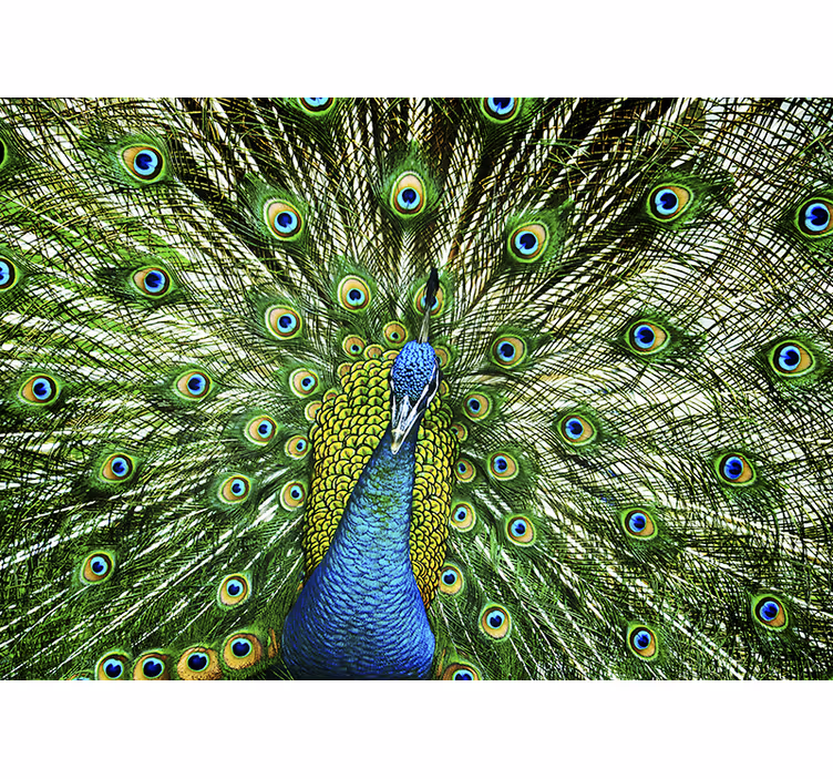Bunter Pfau Tier Fototapete - TenStickers