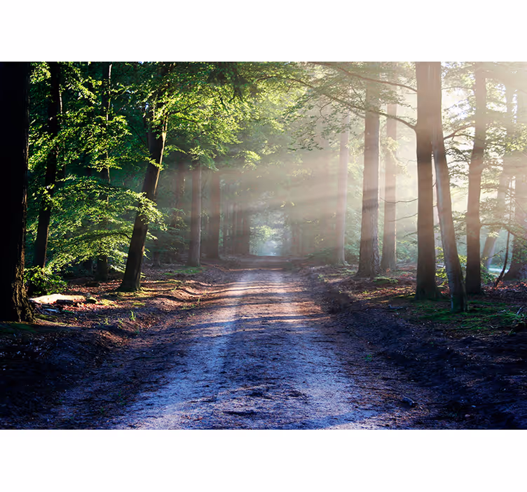 Fototapete Wohnzimmer sonnenbeschienener waldweg - TenStickers