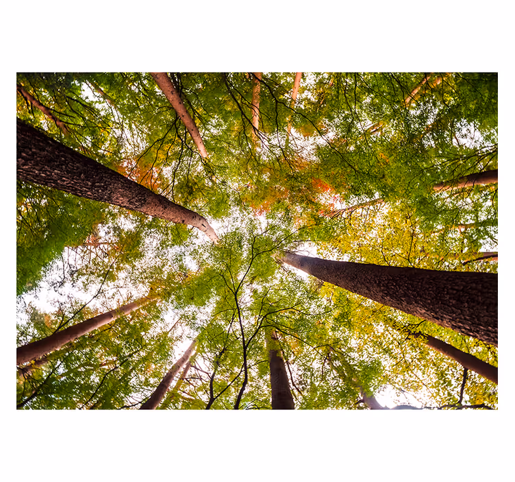 Fototapete Natur hoch aufragendes grünes blätterdach - TenStickers
