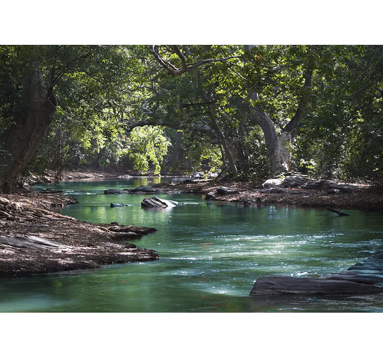 Wald und Fluss Fototapete - TenStickers