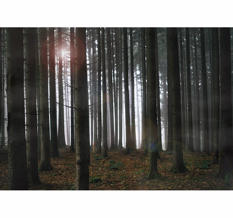 Fototapete Wohnzimmer neblige waldszene - TenStickers