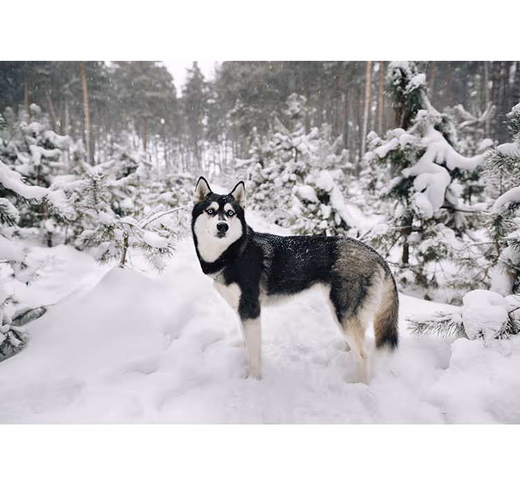 Fototapete Tiere husky-schneelandschaft - TenStickers