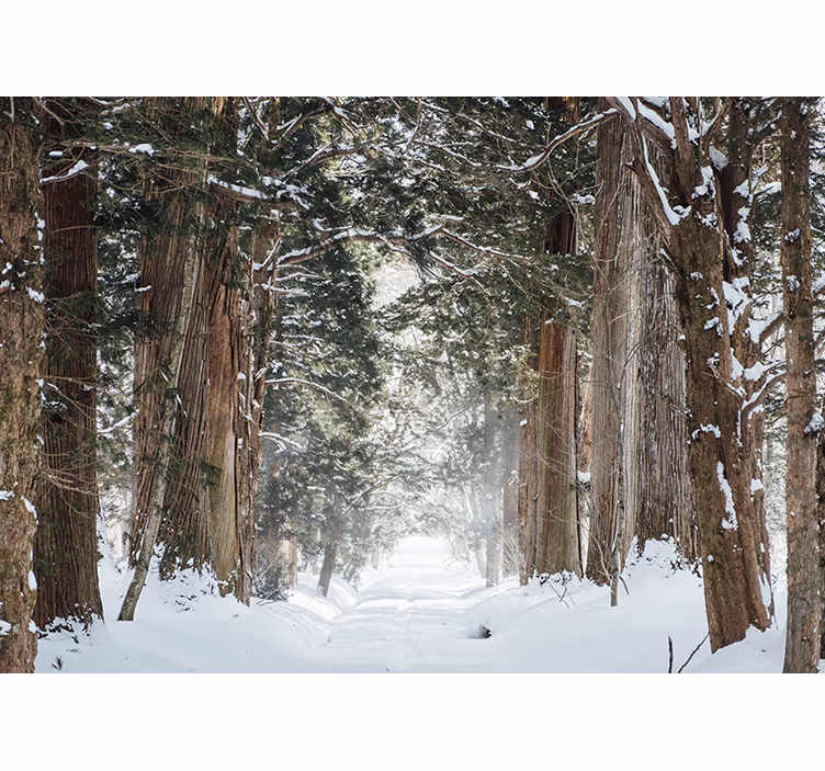Fototapete wald icy woodland trail - TenStickers