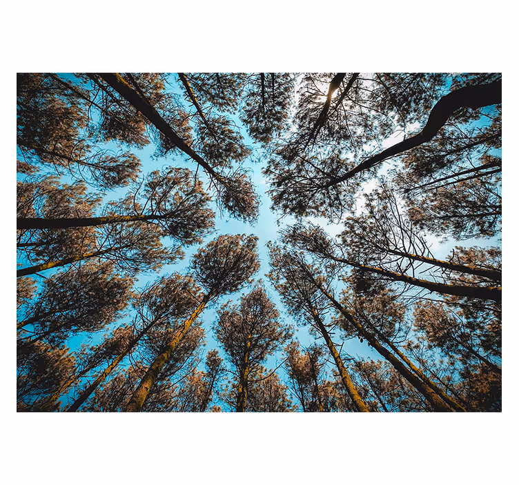 Fototapete Baum blick auf die baumkronen - TenStickers