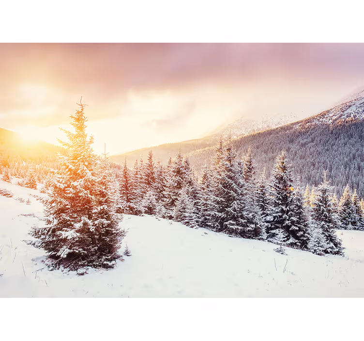 Fototapete wald mit eisiger pinienlandschaft - TenStickers