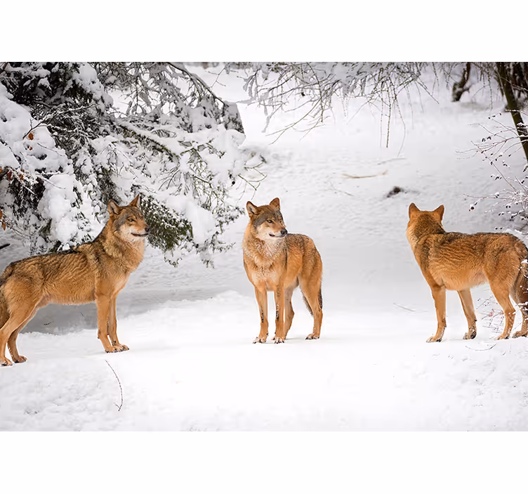 Fototapete tiere wölfe im schnee - TenStickers