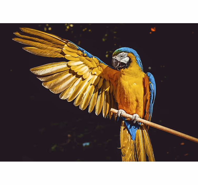 Fototapete tiere majestätische papageienansicht - TenStickers