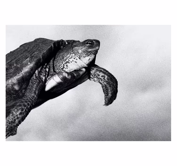 Fototapete Tiere schildkröten schwimmen - TenStickers