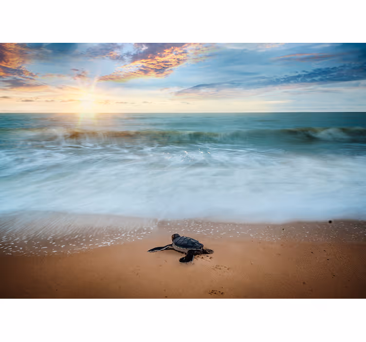 Fototapete Meer auftauchende schildkröten - TenStickers
