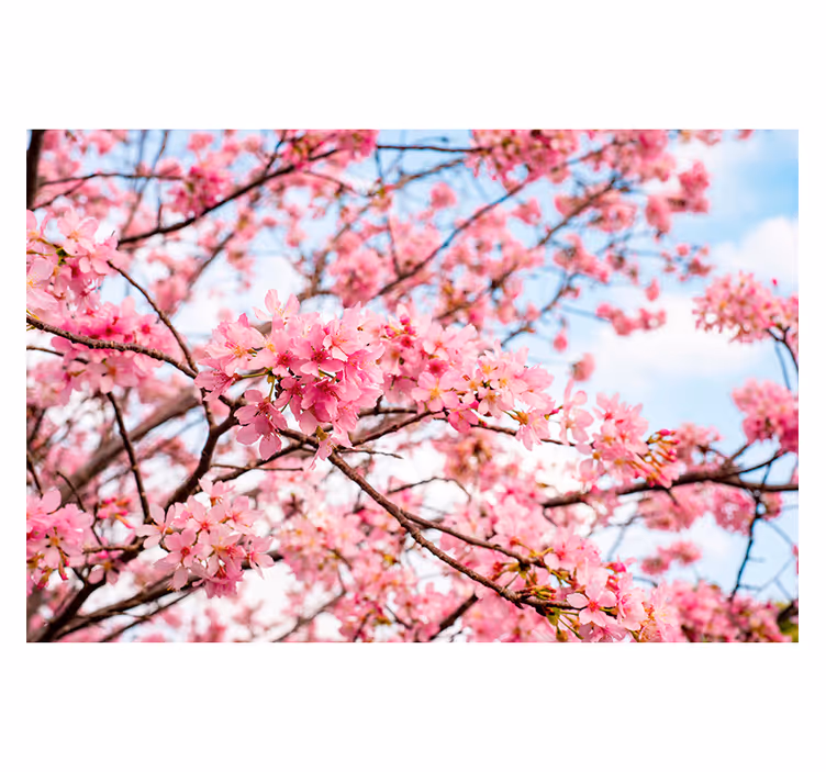 Fototapete blumen kirschblütenzauber - TenStickers