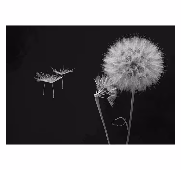Fototapete Pusteblume Löwenzahnkopf mit samen - TenStickers
