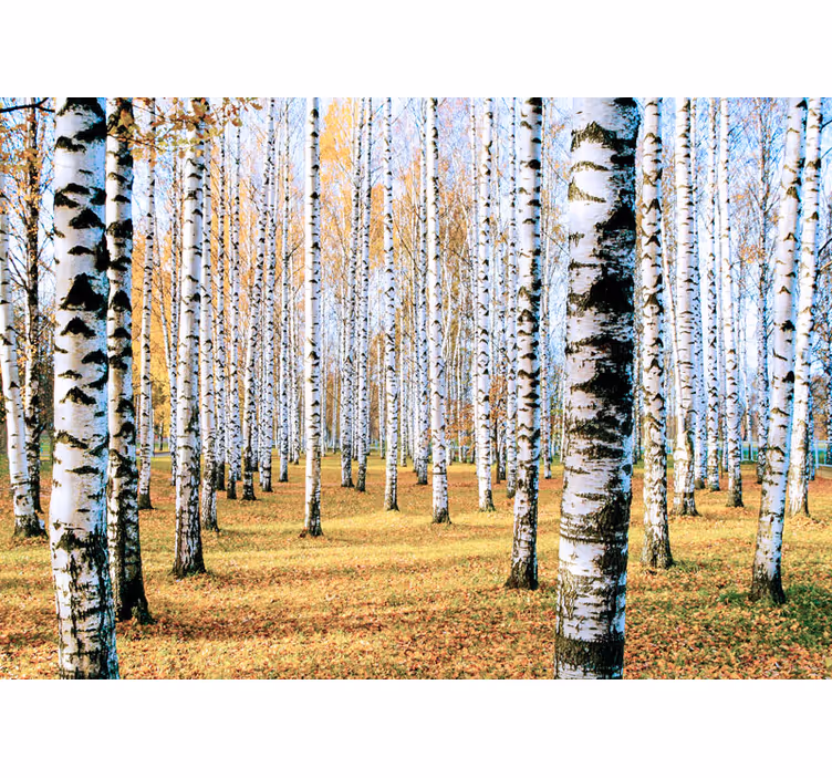 Fototapete wald mit birkenbaum landschaft - TenStickers
