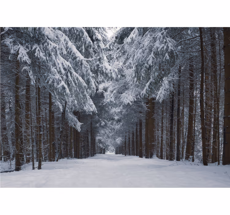 Fototapete Wald verschneiter kiefernpfad - TenStickers