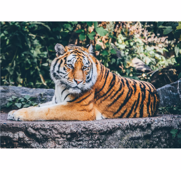 Fototapete Tiere 3D tiger, der auf einem felsen liegt - TenStickers