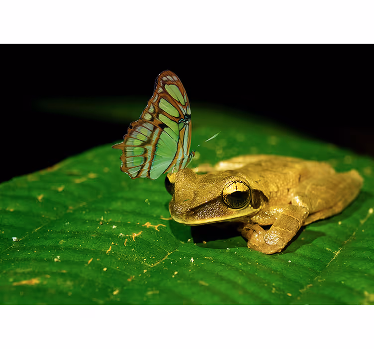 Fototapete Tiere Friedliche konfrontation frosch - TenStickers