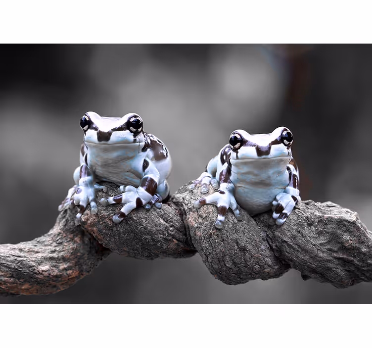 Fototapete Tiere baumfroschpaar - TenStickers