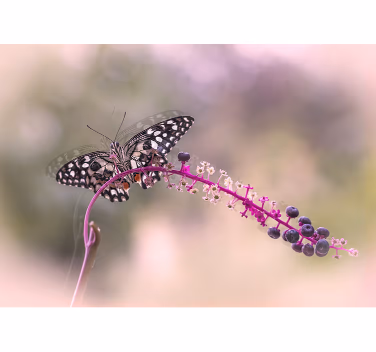 Fototapete Blumen schmetterling auf blume - TenStickers