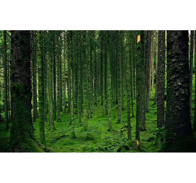 Fototapete wald grünes waldland - TenStickers