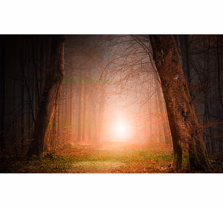 Fototapete Wald geheimnisvoller waldweg - TenStickers