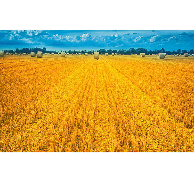 Fototapete Landschaft goldenes erntefeld - TenStickers